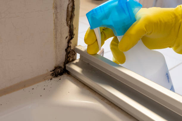 Best Bathroom Mold Remediation in Linden, AL