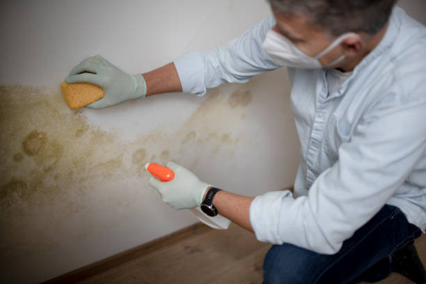 Best White Mold Remediation in Linden, AL