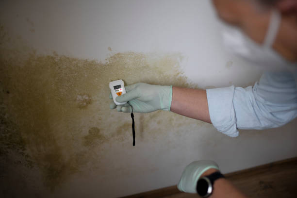 Best Mold Remediation for Specific Building Types in Linden, AL