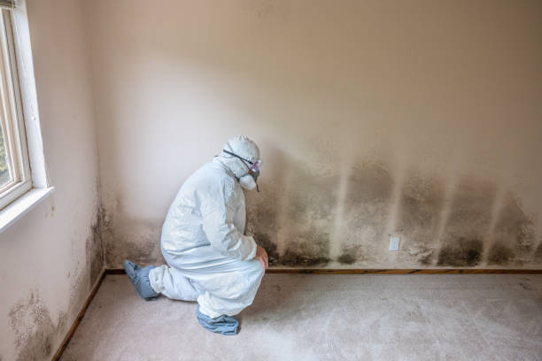 Best Mold Testing and Inspection Services in Linden, AL