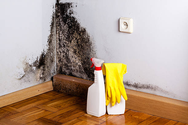 Best Post-Flood Mold Remediation in Linden, AL