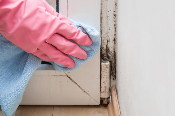 Best Attic Mold Remediation in Linden, AL