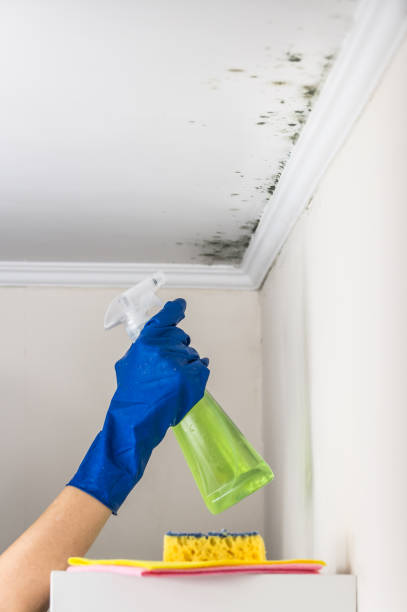 Best Basement Mold Remediation in Linden, AL