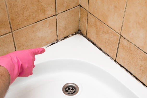 Best Kitchen Mold Remediation in Linden, AL